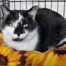 An adult large-sized male Domestic Short Hair cat named Miguel for adoption in Philadelphia, PA