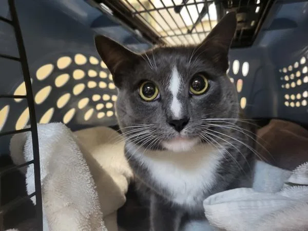 An adult medium-sized male Domestic Short Hair cat named Bayek for adoption in Oceanside, CA