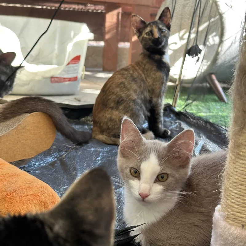 A baby medium-sized female Tortoiseshell cat named Autumn for adoption in Sacramento, CA