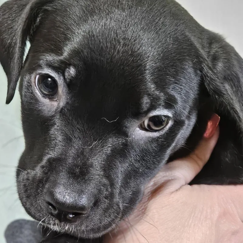 A baby small-sized female Black Pit Bull Terrier dog named Maple Bishop for adoption in St Joseph, MO