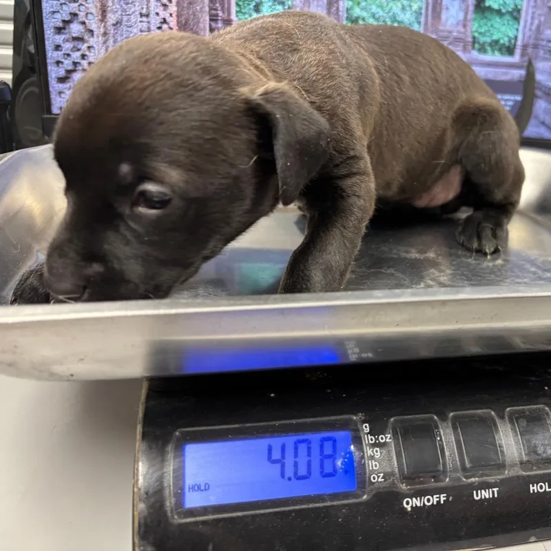 Maple Bishop thumbnail 2