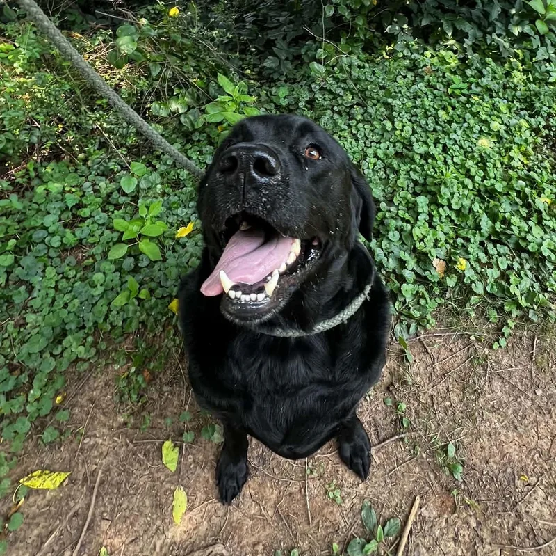 Waylon