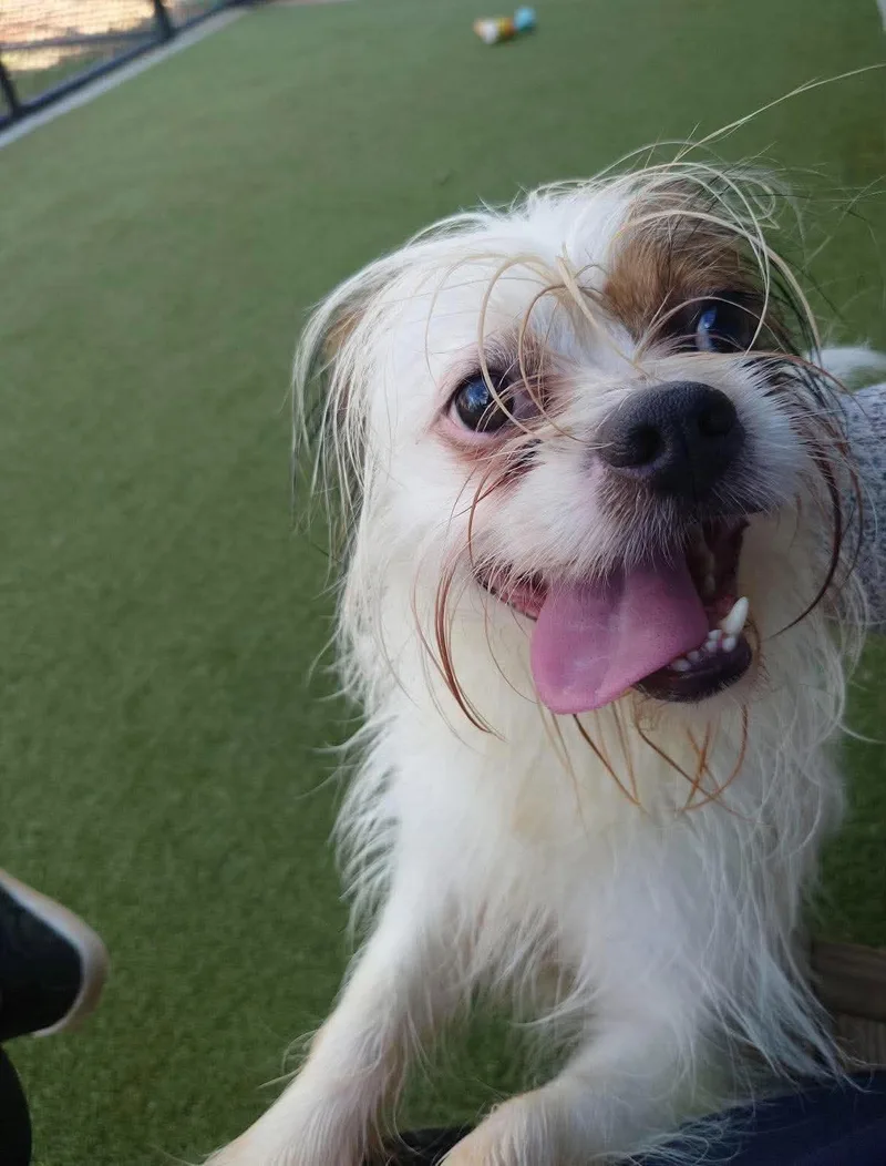 An adult small-sized male Shih Tzu dog named Jefferson for adoption in Uxbridge, MA