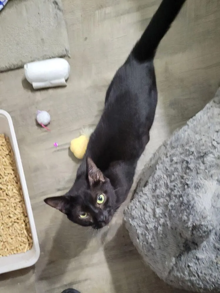 A young medium-sized female Black Domestic Short Hair cat named CeeCee for adoption in O'Fallon, MO