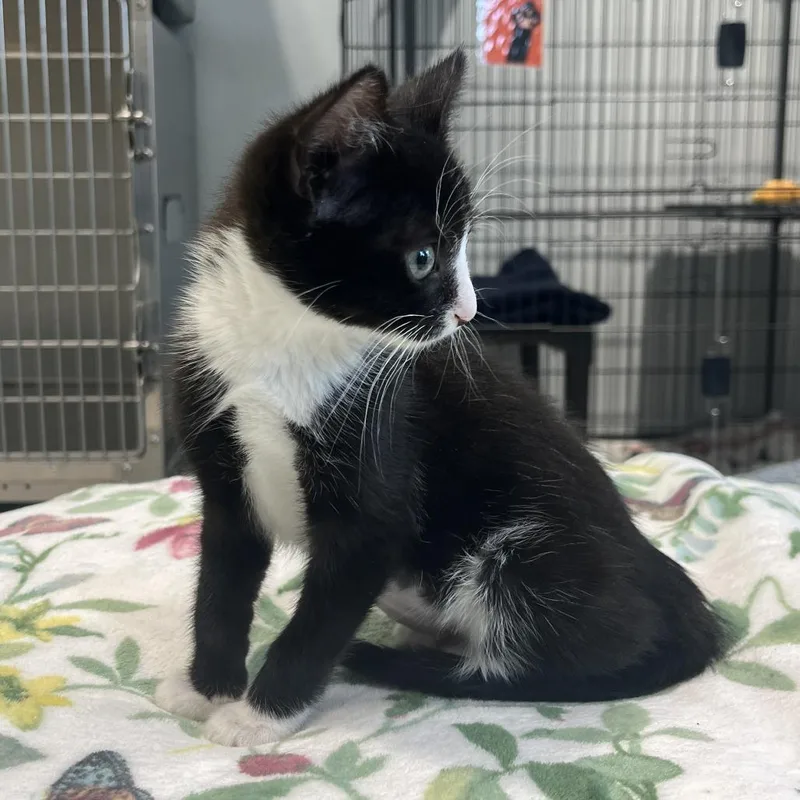 A baby small-sized female Black Domestic Short Hair cat named Sarabi for adoption in East Hampton, NY