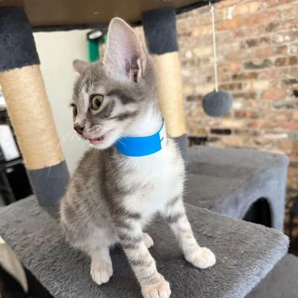A baby small-sized male Gray / Blue / Silver Domestic Short Hair cat named Ryan for adoption in Prosper, TX