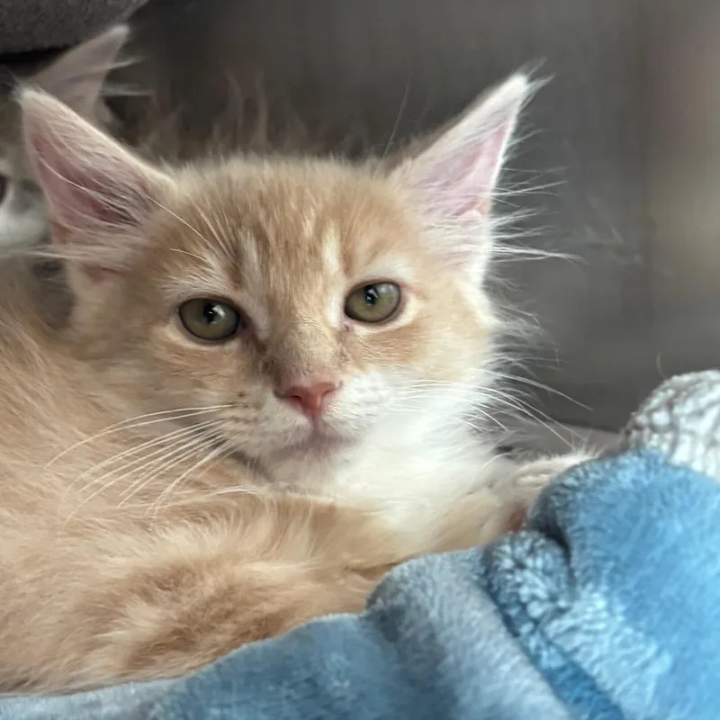 A baby small-sized male Buff / Tan / Fawn Domestic Long Hair cat named Dustin for adoption in Springfield, MA