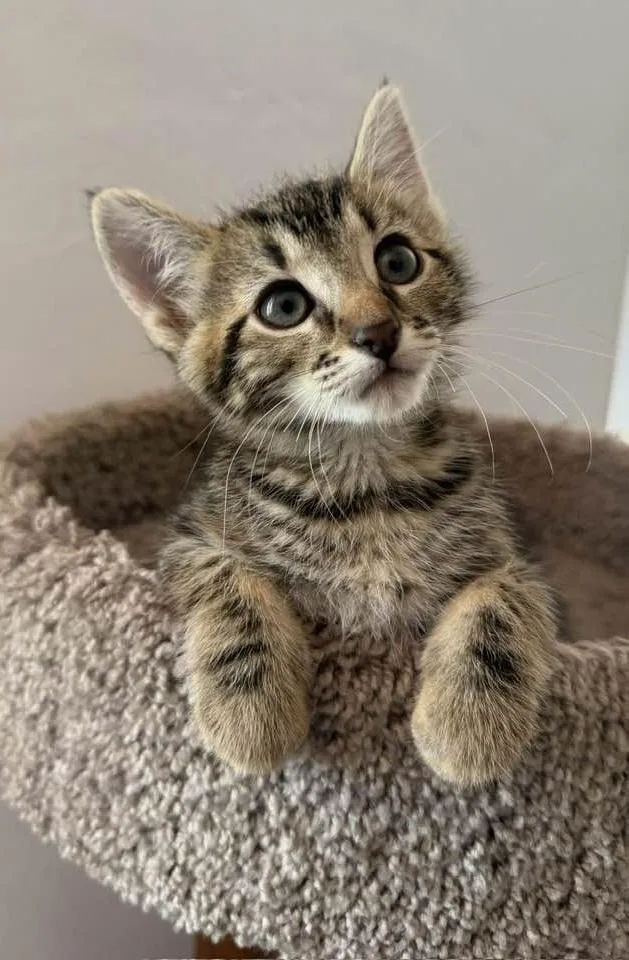 A baby small-sized male Tabby (Brown / Chocolate) Domestic Short Hair cat named Albert for adoption in tucson, AZ
