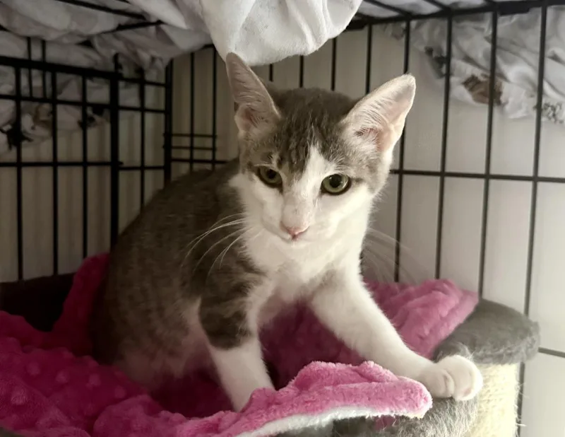 A baby small-sized male White Domestic Short Hair cat named Michael Smith for adoption in Chandler, AZ