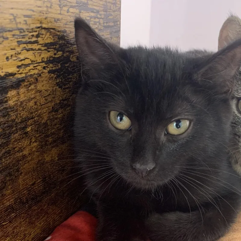 A baby small-sized female Black Domestic Short Hair cat named Salah for adoption in Boston, MA
