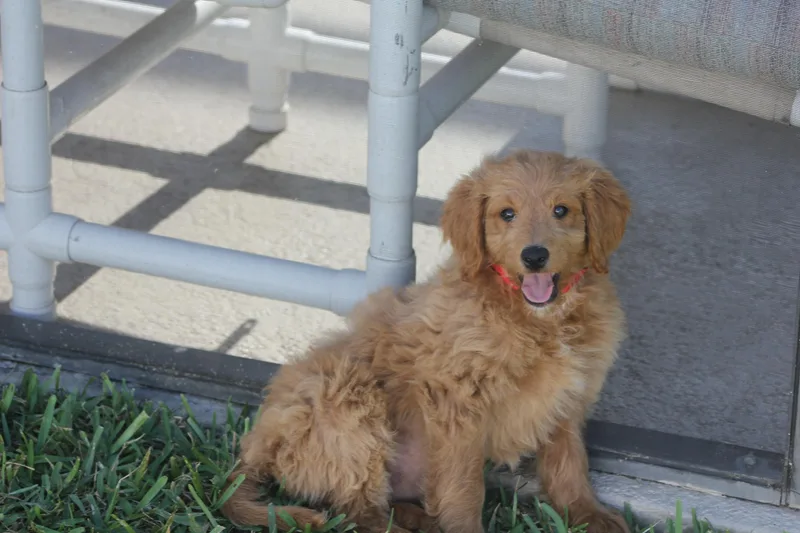 A young medium-sized female Goldendoodle dog named Julie for adoption in Orlando, FL