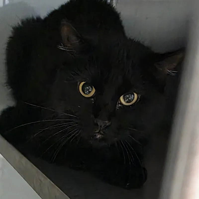 A young small-sized male Black Domestic Short Hair cat named Lovett for adoption in Abilene, TX