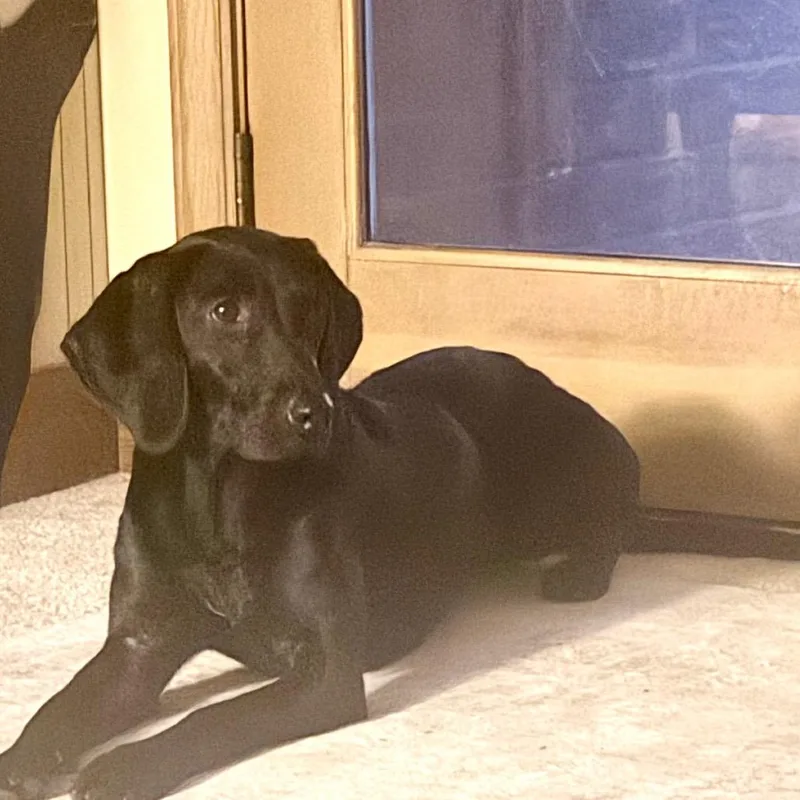 A young medium-sized female Gray / Blue / Silver Plott Hound dog named Penelope for adoption in Summerfield, NC
