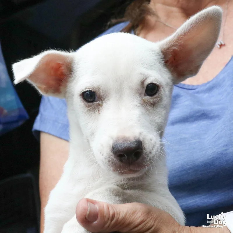 A baby medium-sized female Labrador Retriever dog named Nina for adoption in Washington, DC