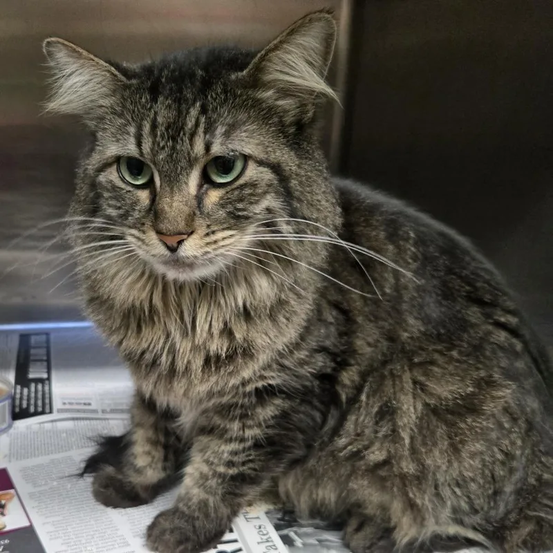 An adult large-sized female Domestic Long Hair cat named Autumn for adoption in Murray, UT