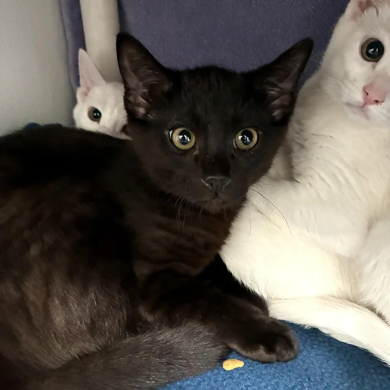 A baby small-sized male Black Domestic Short Hair cat named Slate for adoption in Hawthorne, CA
