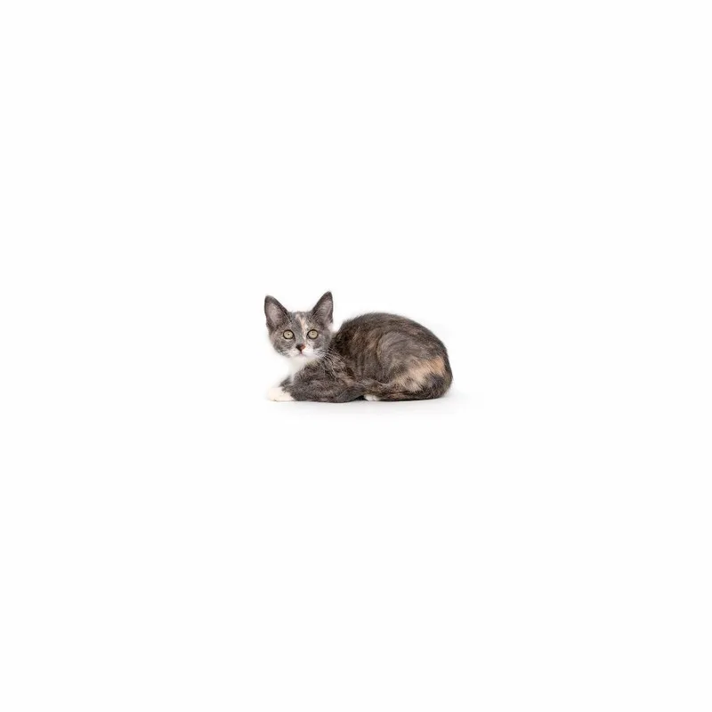 A baby small-sized female Calico Domestic Short Hair cat named Flower for adoption in Playa Vista, CA