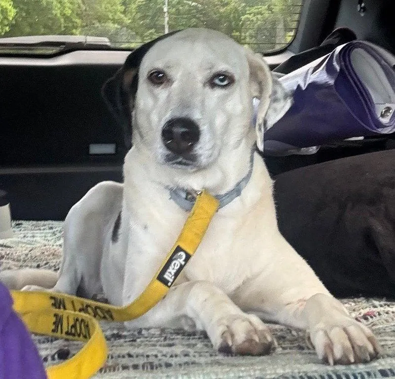 An adult medium-sized female Labrador Retriever dog named Ava Scas for adoption in Rockaway, NJ