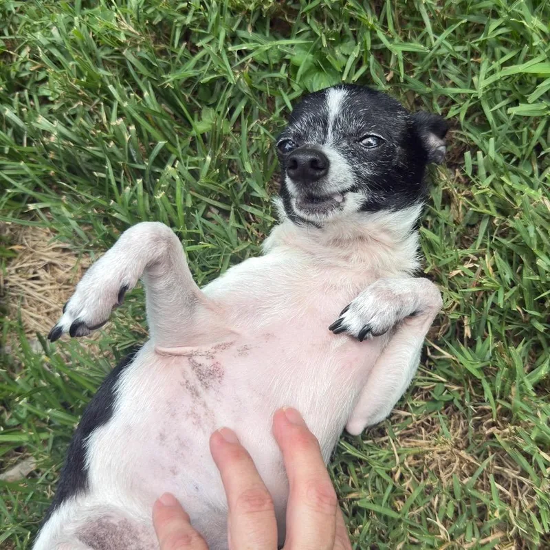 A baby small-sized female Black Chihuahua dog named Sissy for adoption in Rockville, MD