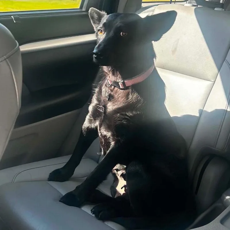 An adult medium-sized female Australian Kelpie dog named Jazzy for adoption in Cordova, TN