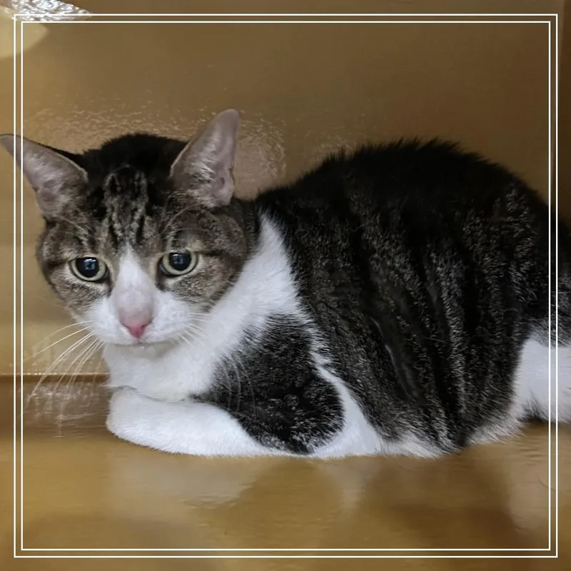 A senior large-sized female Gray / Blue / Silver Domestic Short Hair cat named FWT Bella for adoption in Midland, TX