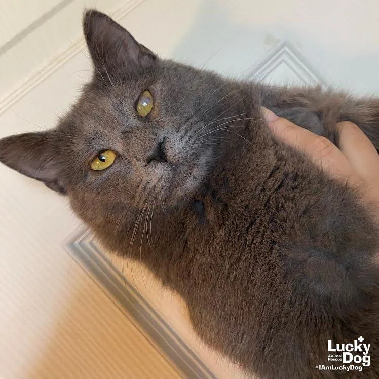 An adult medium-sized male Gray / Blue / Silver Domestic Short Hair cat named Pesto for adoption in Washington, DC