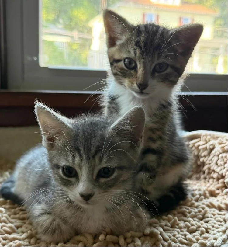A baby medium-sized male Tabby (Brown / Chocolate) Domestic Short Hair cat named Thistle & Zinnia for adoption in Frederick, MD