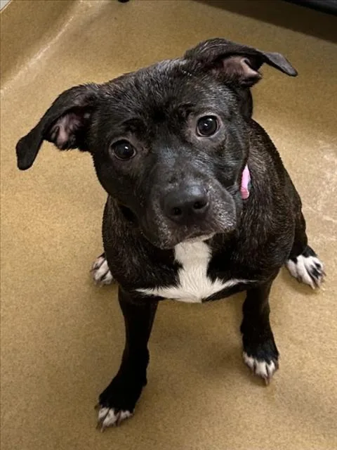 A young medium-sized female Pit Bull Terrier dog named Aurora for adoption in Derwood, MD
