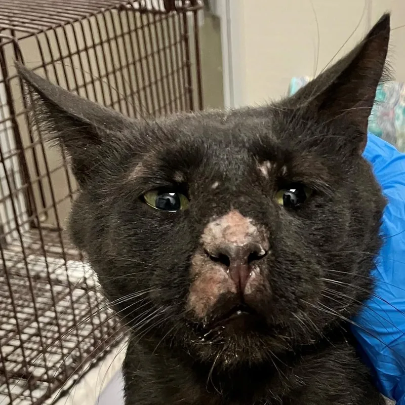 An adult large-sized male Black Domestic Short Hair cat named Tommyboy for adoption in Las Cruces, NM