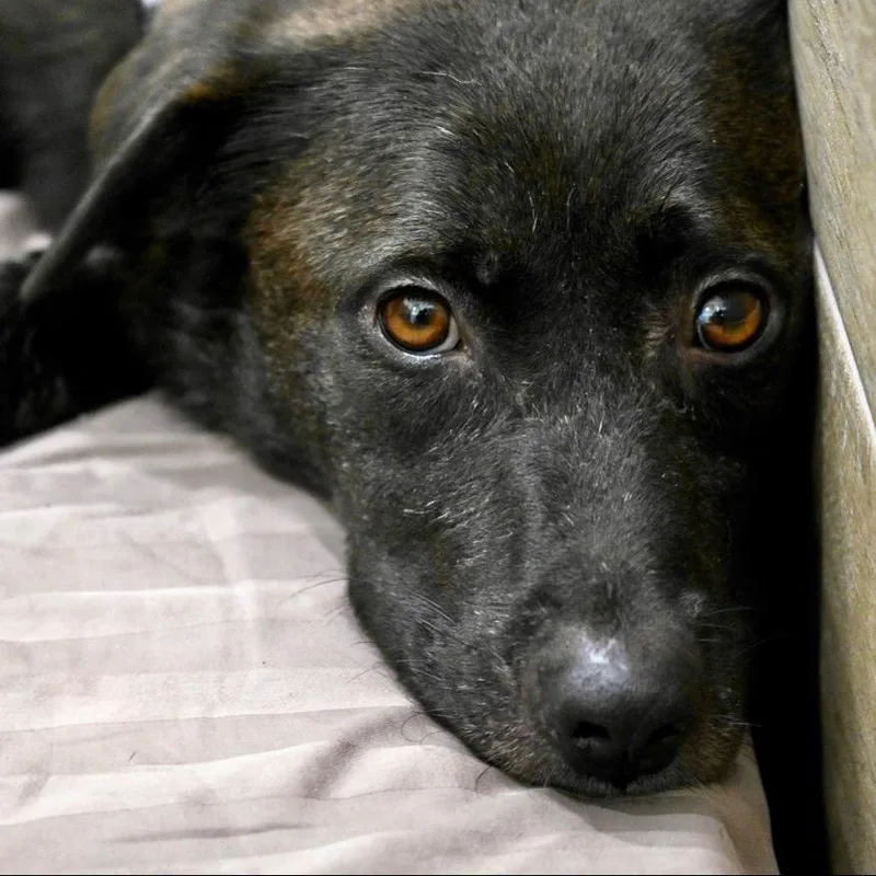 An adult medium-sized female Black Mixed Breed dog named Mama Bear for adoption in Chapel Hill, NC