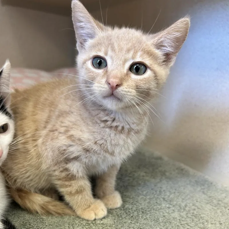 A baby small-sized male Buff / Tan / Fawn Domestic Short Hair cat named Parker for adoption in Redwood City, CA