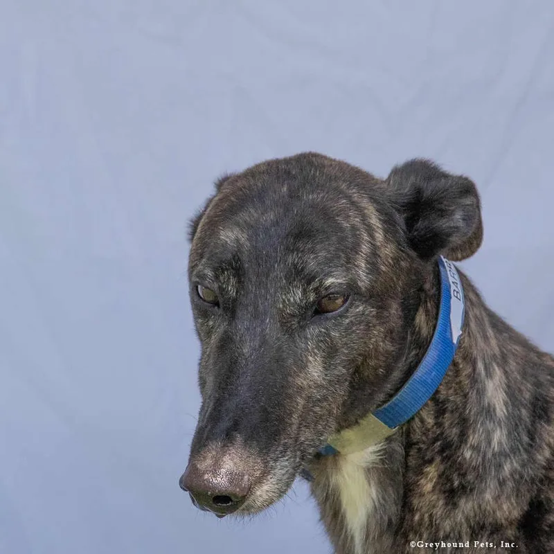 An adult large-sized male Greyhound dog named Barry for adoption in Woodinville, WA