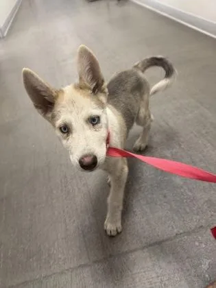 A baby medium-sized male Shepherd dog named Dobby for adoption in Fresno, CA