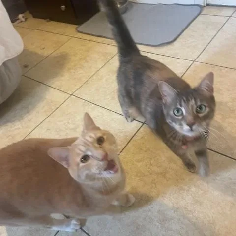 An adult large-sized female Dilute Calico Domestic Short Hair cat named Helen & Olasard for adoption in Long Beach, MS
