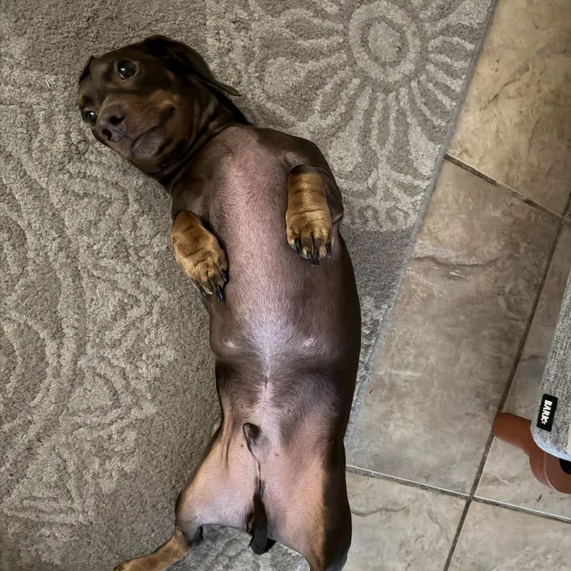 Hersheybenefactor Dog