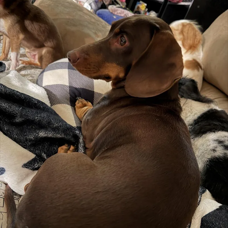 Hersheybenefactor Dog thumbnail 2