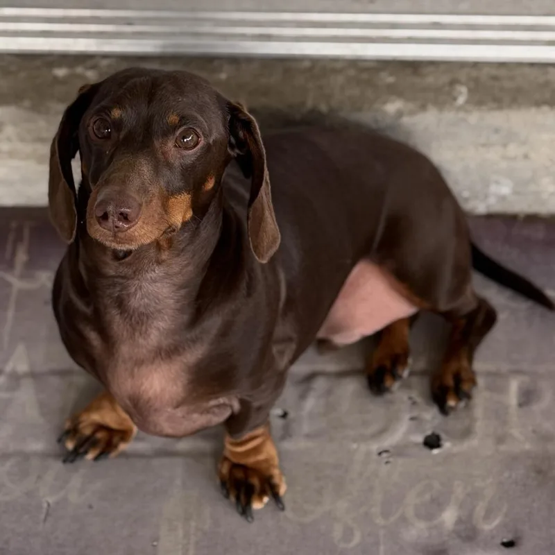 Hersheybenefactor Dog thumbnail 5