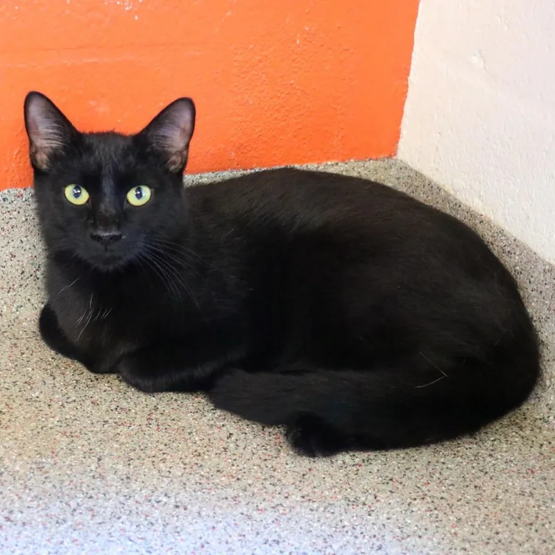 A young medium-sized male Black Domestic Short Hair cat named Soy Sauce for adoption in Sarasota, FL