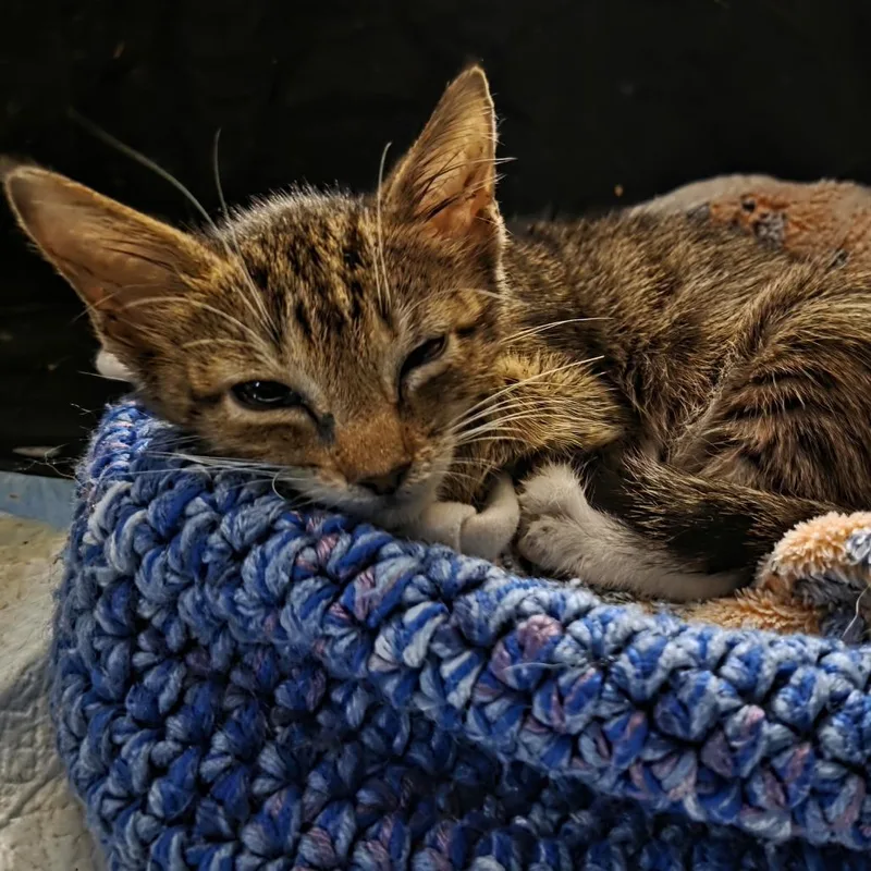 A baby small-sized male Brown / Chocolate Domestic Short Hair cat named Buddy for adoption in San Antonio, TX