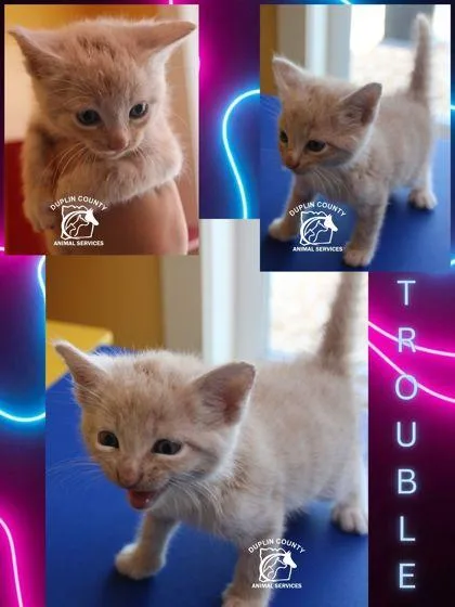 Trouble thumbnail 2