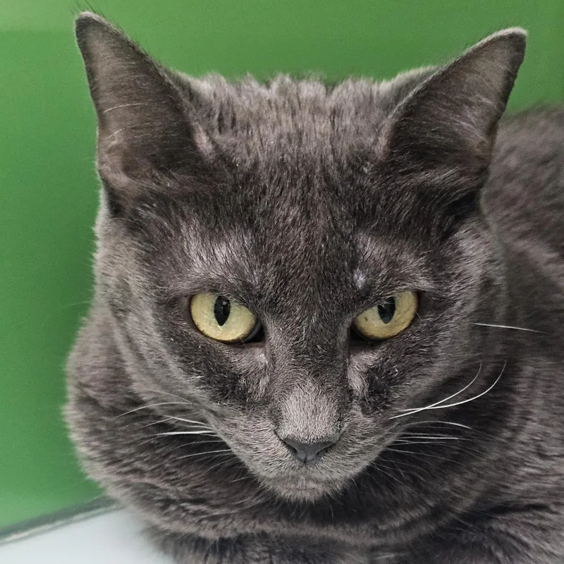 A senior medium-sized female Gray / Blue / Silver Domestic Short Hair cat named Lady Gray for adoption in Nashville, TN
