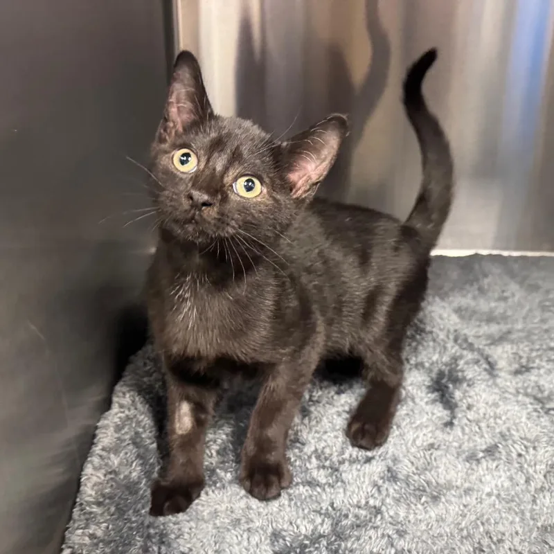 A baby small-sized male Black Domestic Short Hair cat named Frank for adoption in Easton, PA