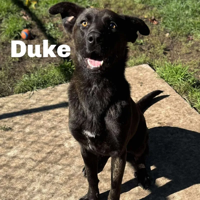 Duke