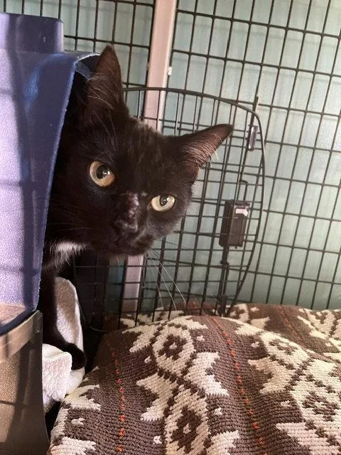An adult medium-sized female Domestic Short Hair cat named Taylor for adoption in Seal Beach, CA