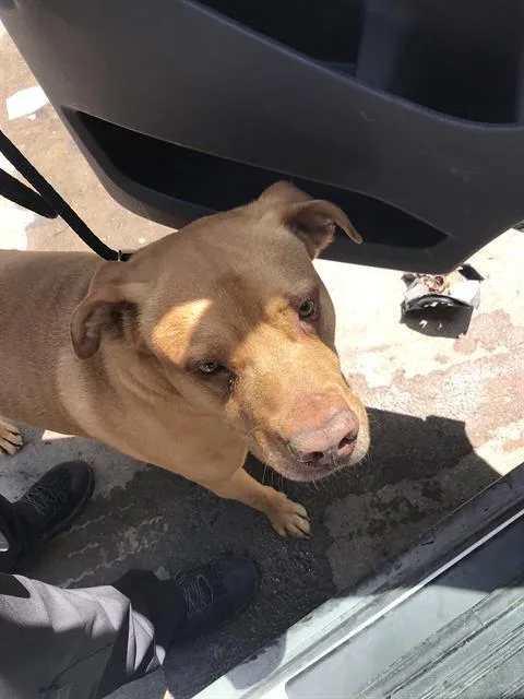 An adult large-sized male Mixed Breed dog named Diesel for adoption in Dallas, TX