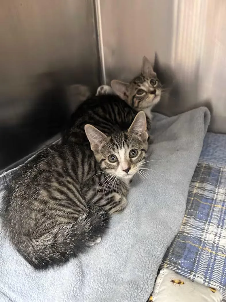A baby medium-sized male Tabby (Brown / Chocolate) Domestic Short Hair cat named Woody for adoption in Greensboro, NC