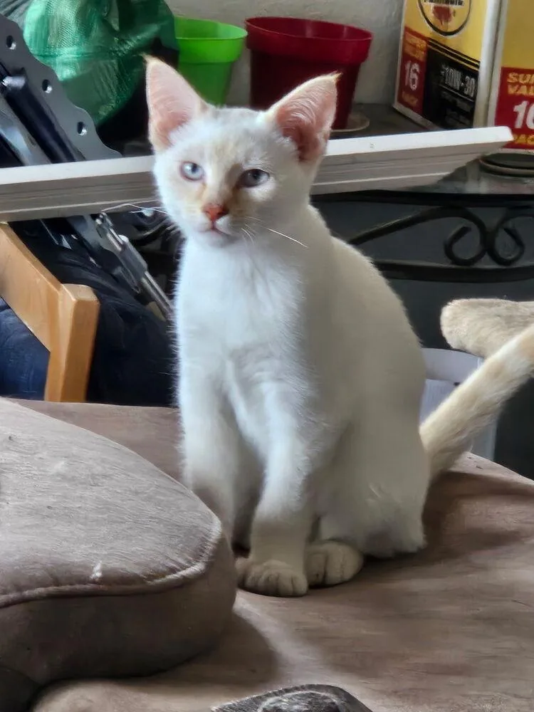 Dobby