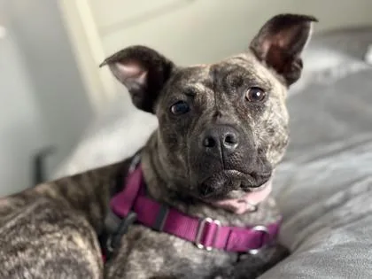 An adult medium-sized female Mixed Breed dog named M`Lynn Eatenton fka Dog for adoption in West Chester, PA