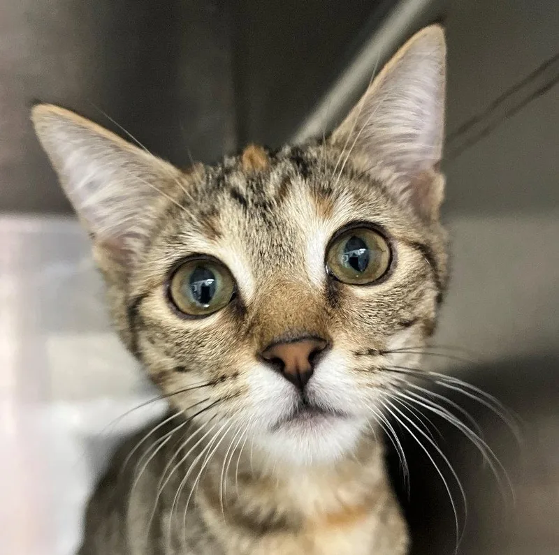 A baby medium-sized female Black Tabby cat named Jyn for adoption in Carrollton, GA