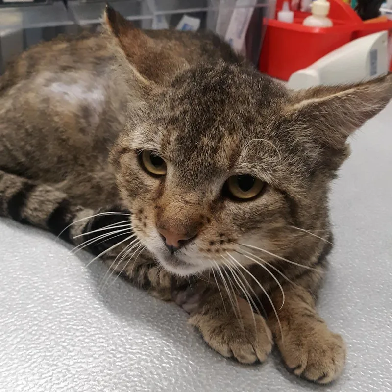 An adult large-sized male Domestic Short Hair cat named Hanzo for adoption in Spokane, WA